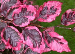 Fagus sylvatica purpurea Tricolor